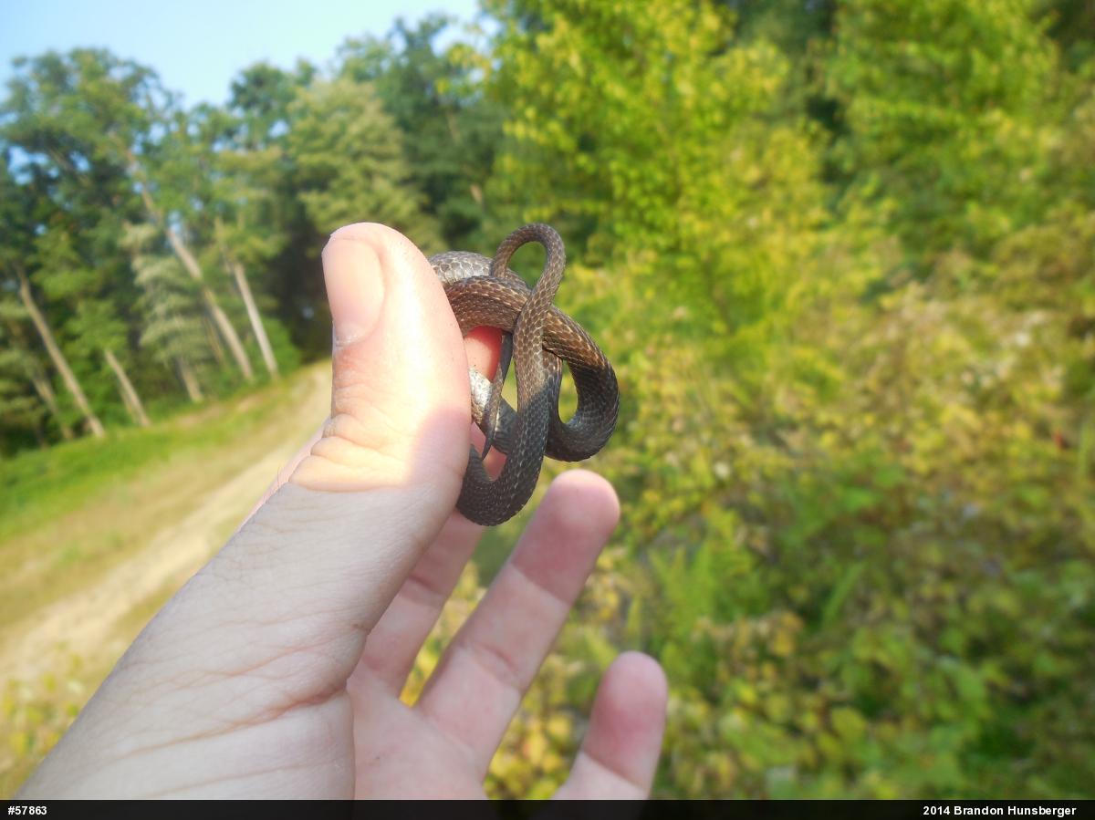 Red-bellied Snake