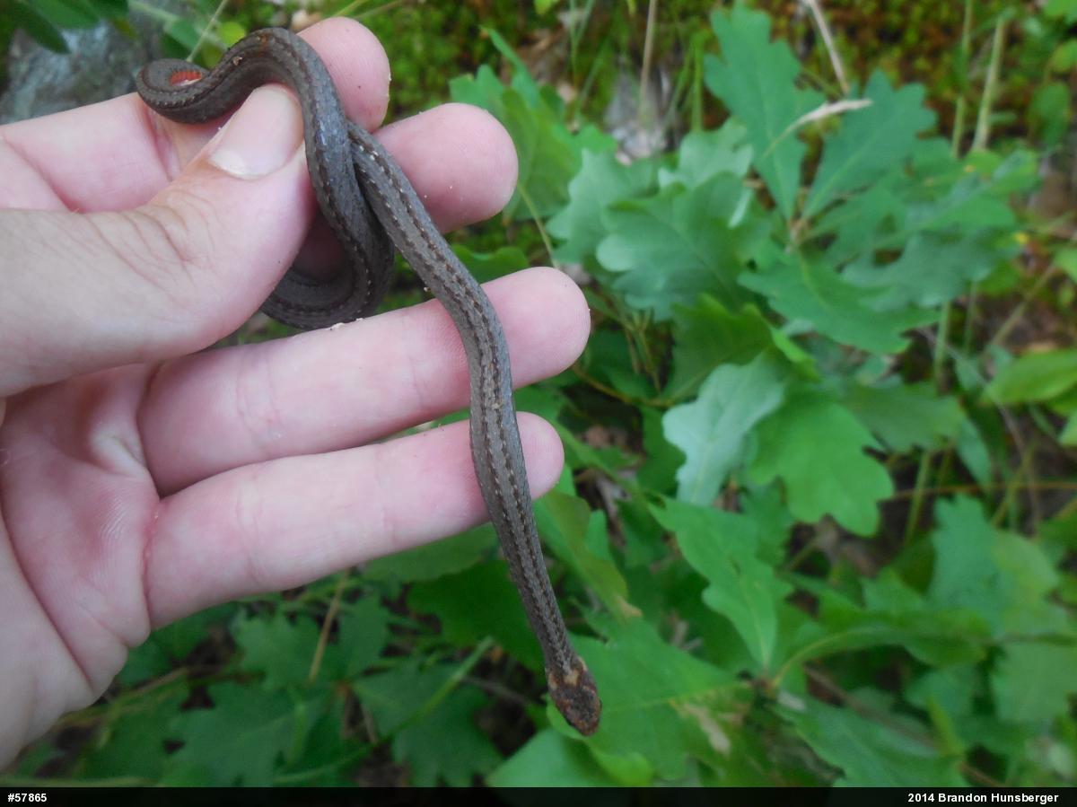 Red-bellied Snake