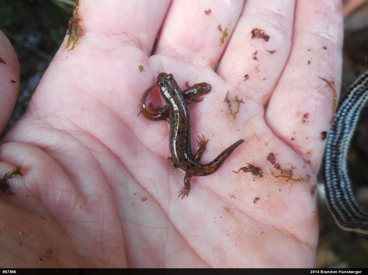 Northern Dusky Salamander