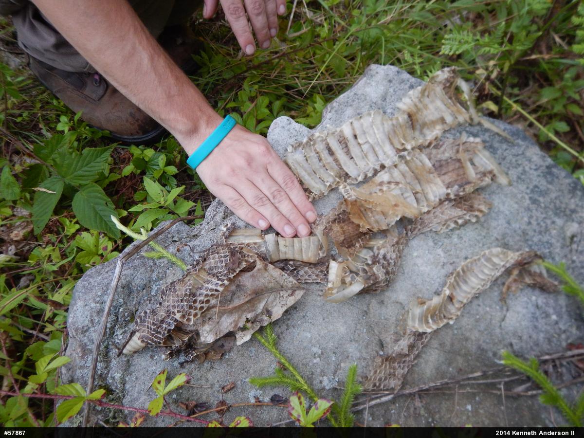 Timber Rattlesnake