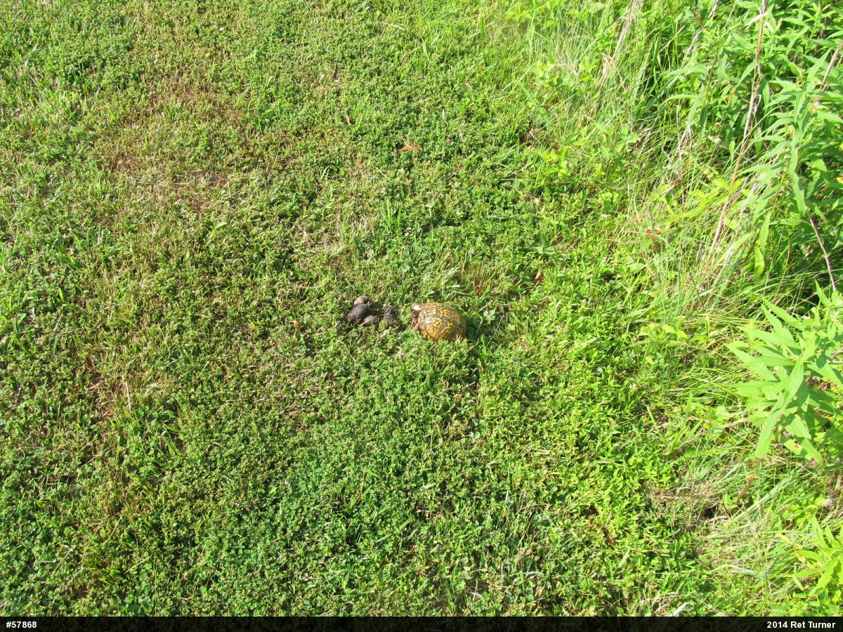 Eastern Box Turtle