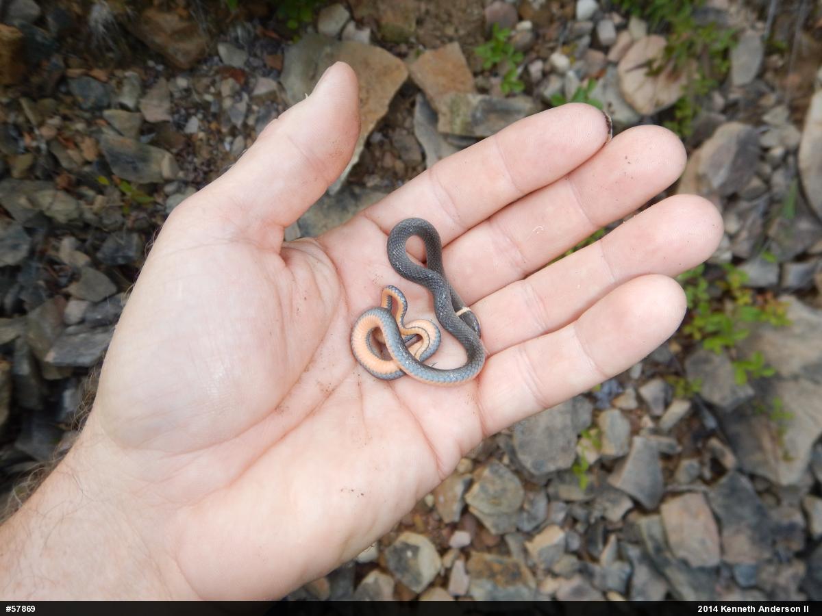 Northern Ring-necked Snake