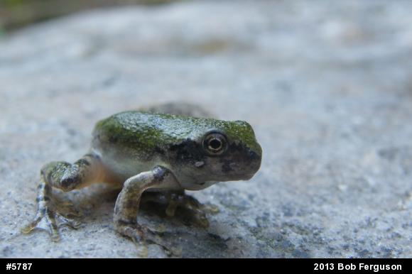 Gray Treefrog