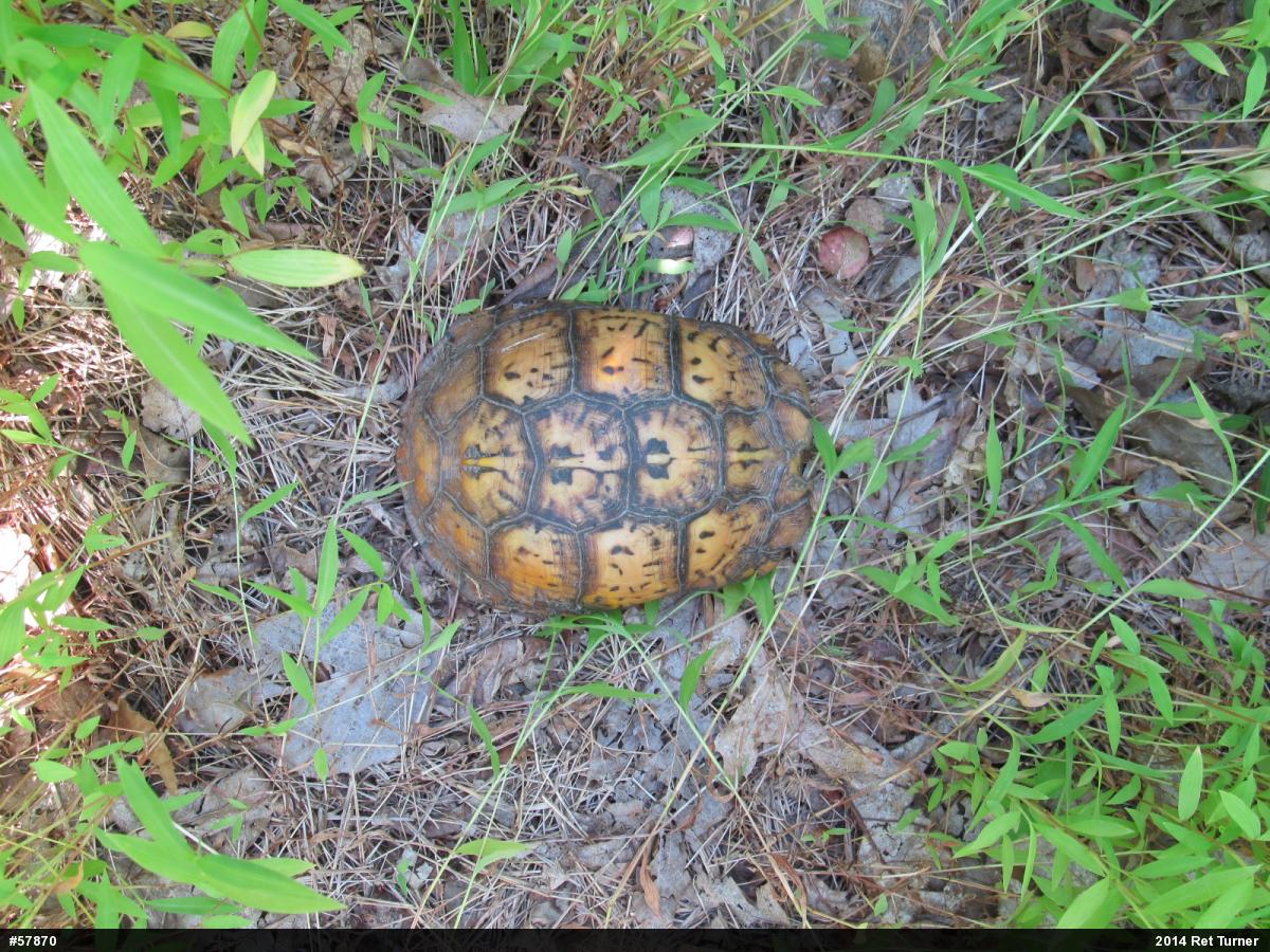 Eastern Box Turtle