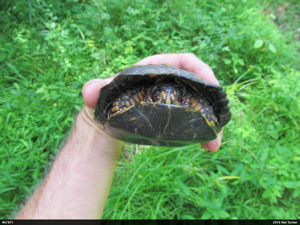 Eastern Box Turtle
