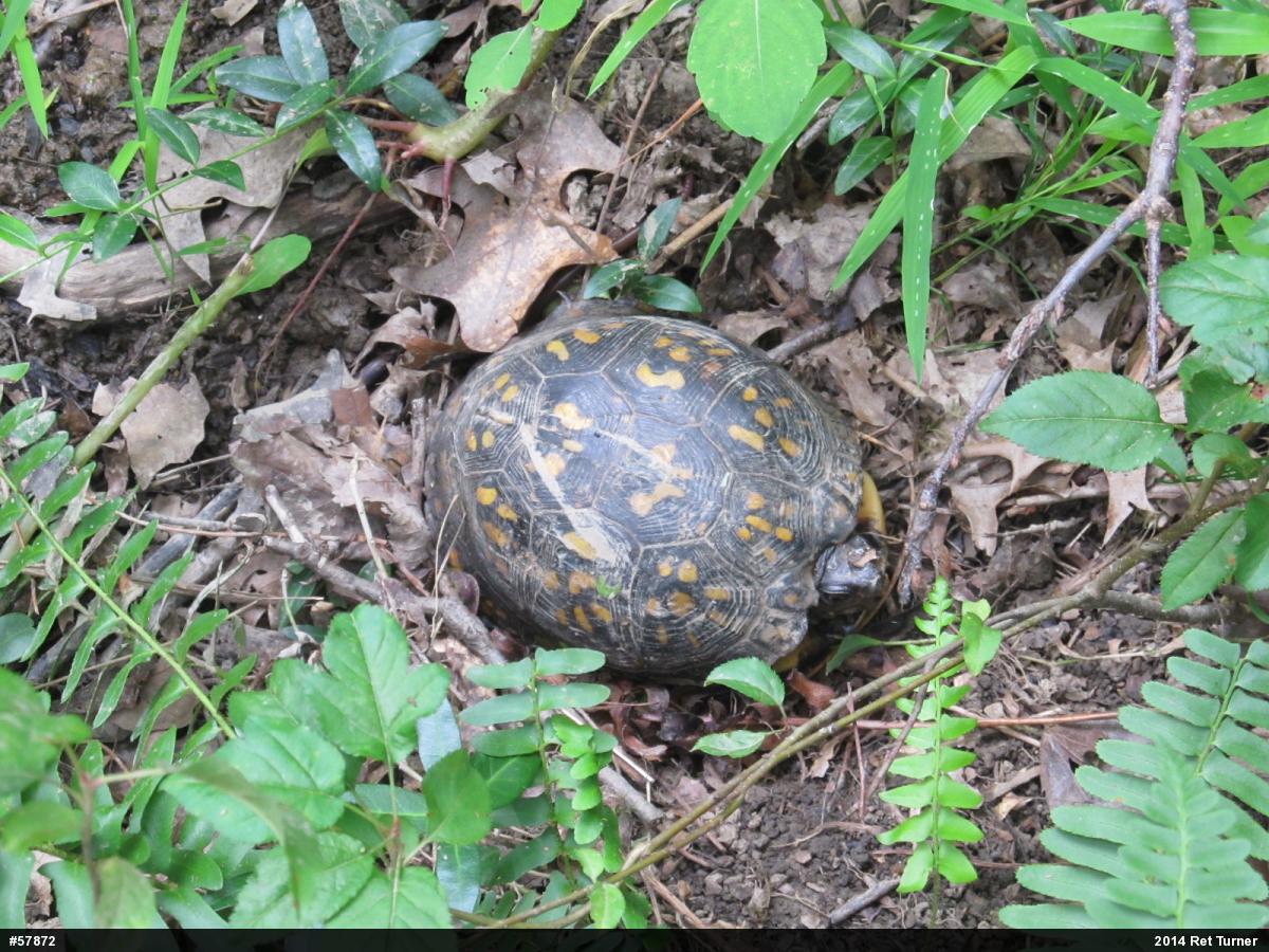 Eastern Box Turtle