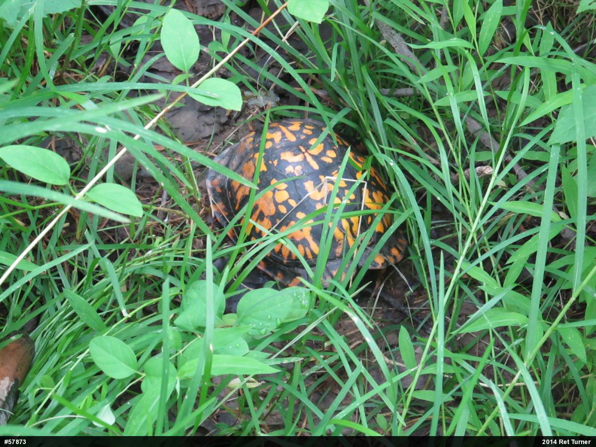 Eastern Box Turtle