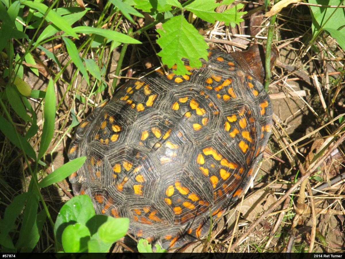 Eastern Box Turtle