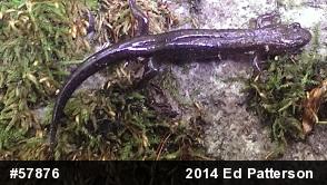 Allegheny Mountain Dusky Salamander