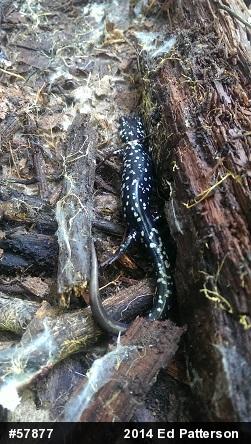 Northern Slimy Salamander