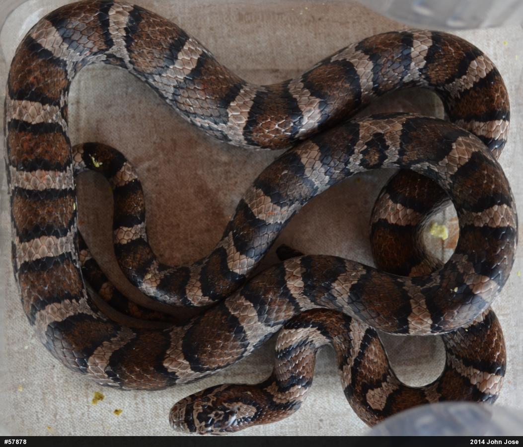 Eastern Milksnake