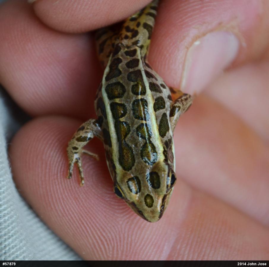 Pickerel Frog