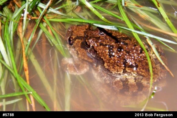 Gray Treefrog