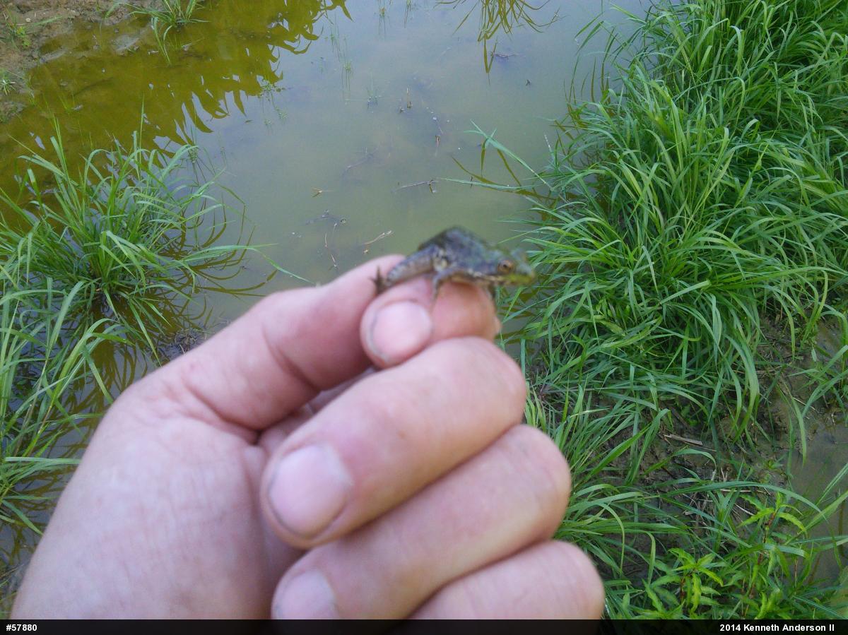 True Frogs