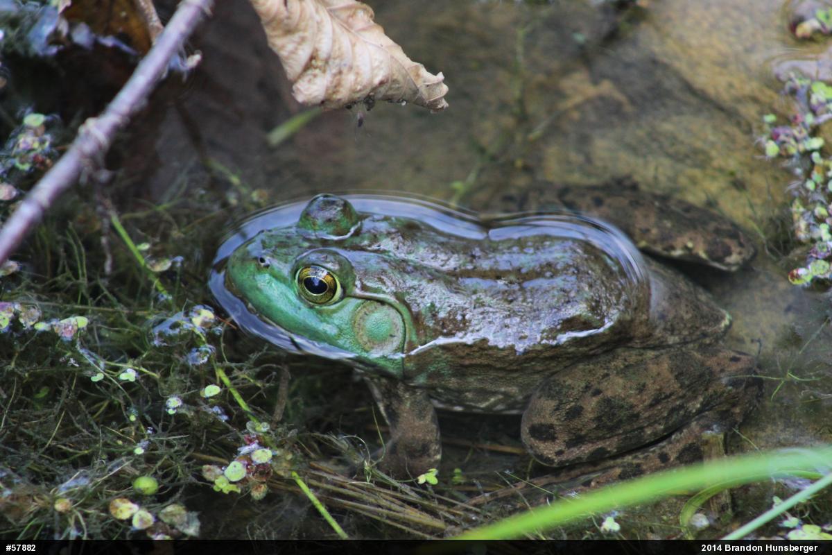 American Bullfrog