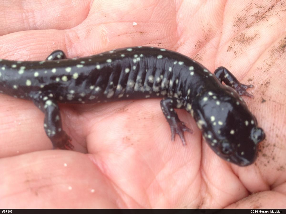Northern Slimy Salamander
