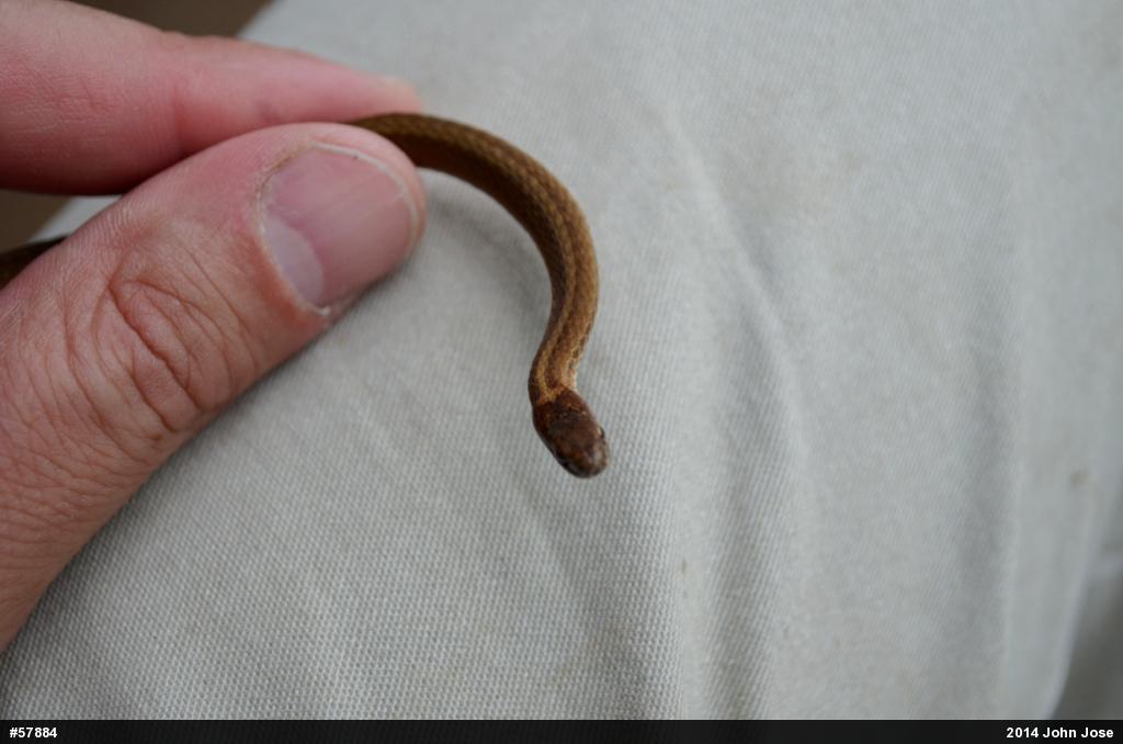 Red-bellied Snake