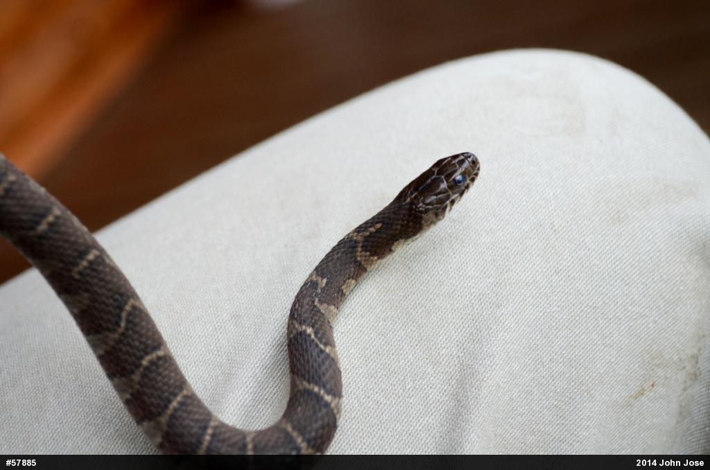 Northern Watersnake