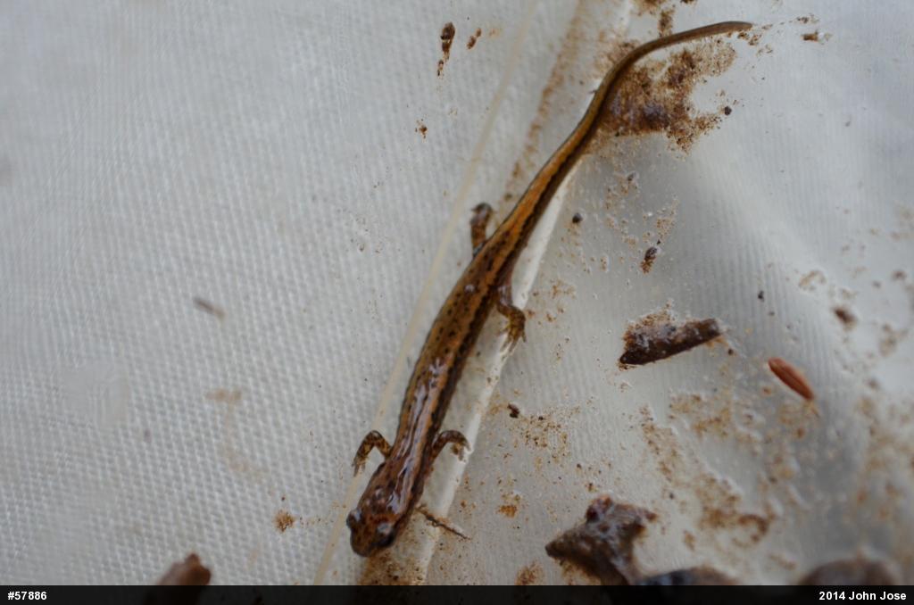 Northern Two-lined Salamander