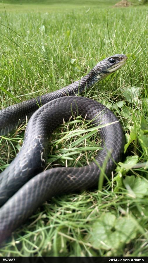 Northern Black Racer