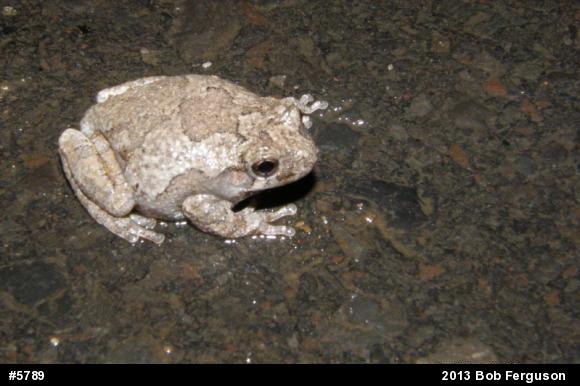 Gray Treefrog
