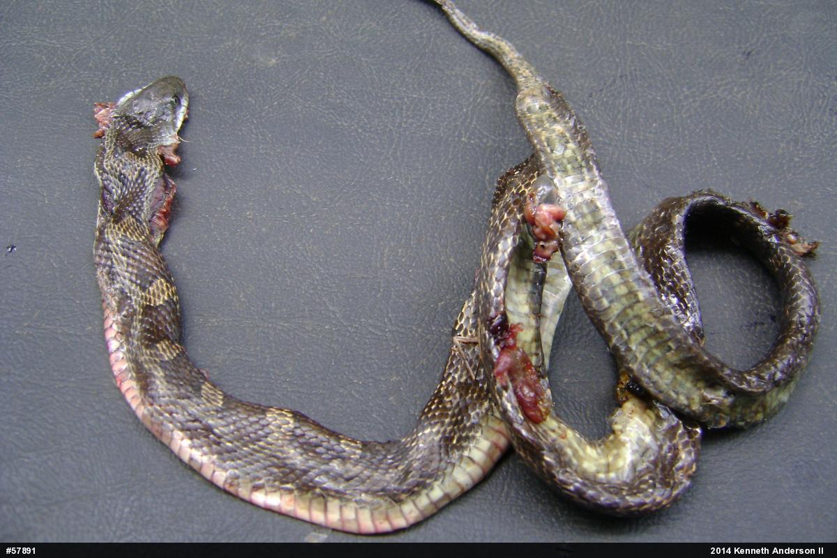 Eastern Ratsnake