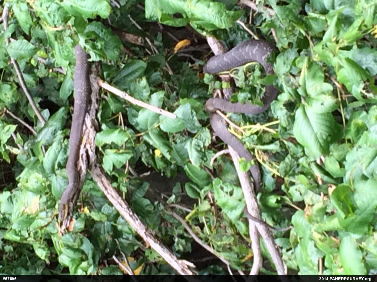 Northern Watersnake