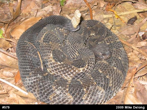 Timber Rattlesnake