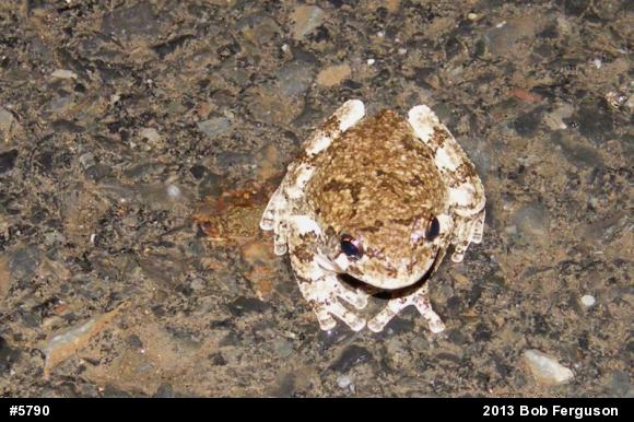 Gray Treefrog