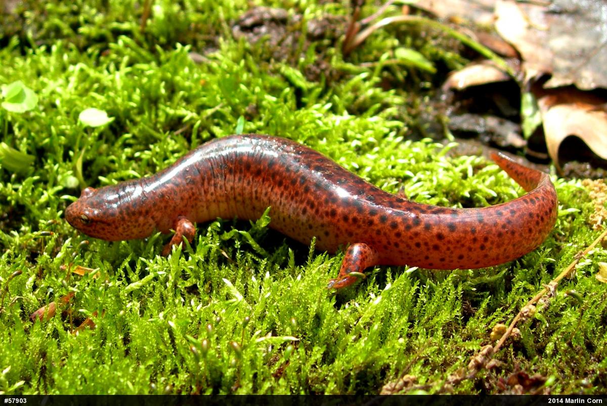 Northern Red Salamander