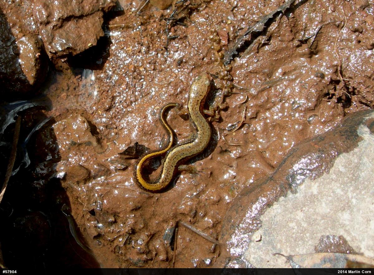 Northern Two-lined Salamander