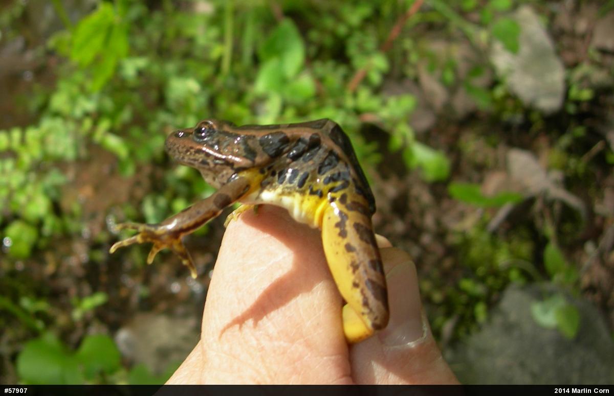 Pickerel Frog