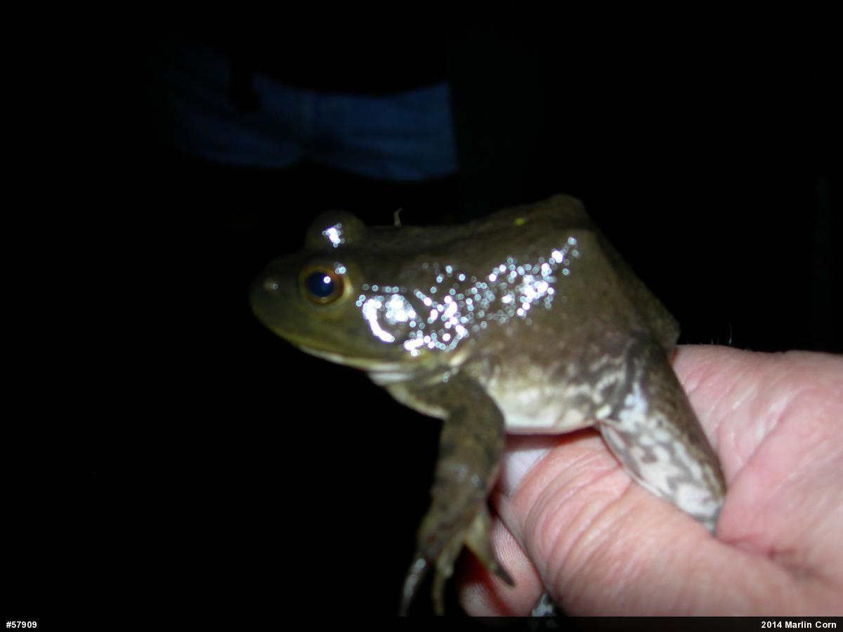 American Bullfrog