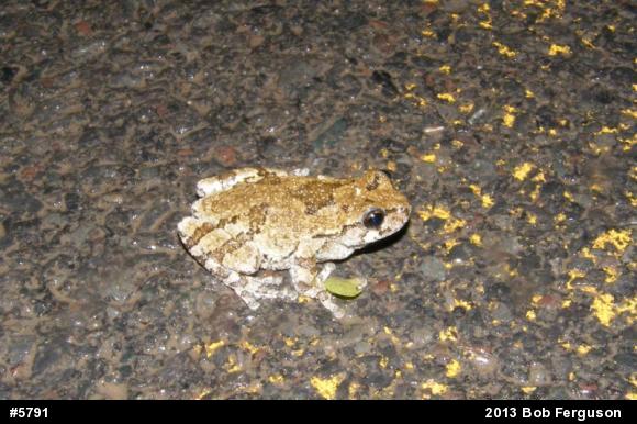 Gray Treefrog