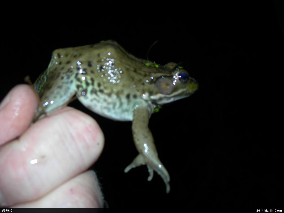 Green Frog