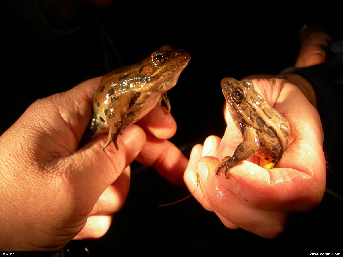 Pickerel Frog