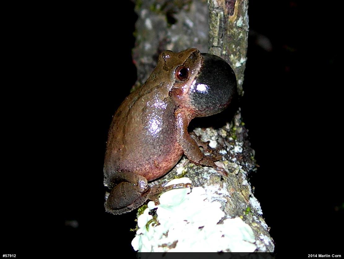 Spring Peeper