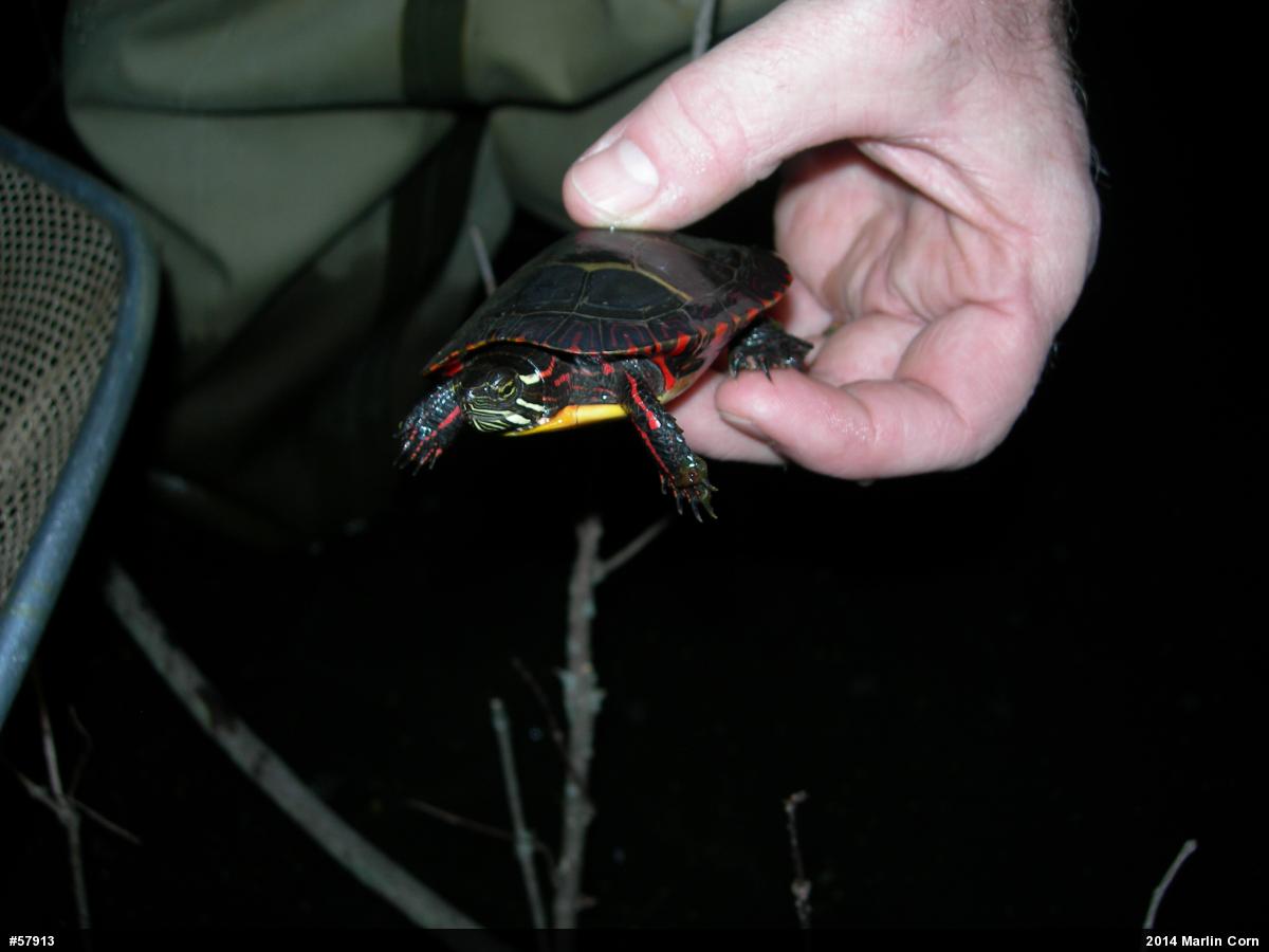 Eastern Painted Turtle