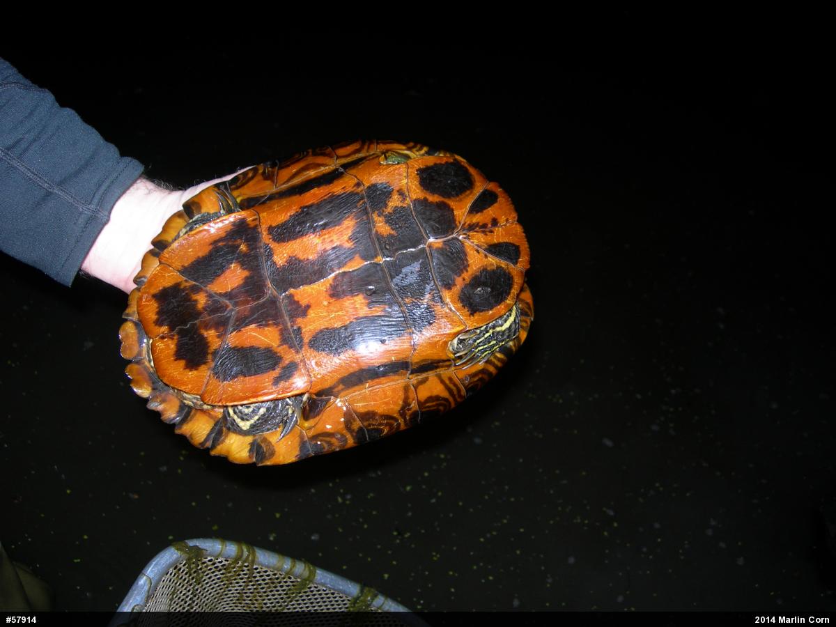 Red-eared Slider
