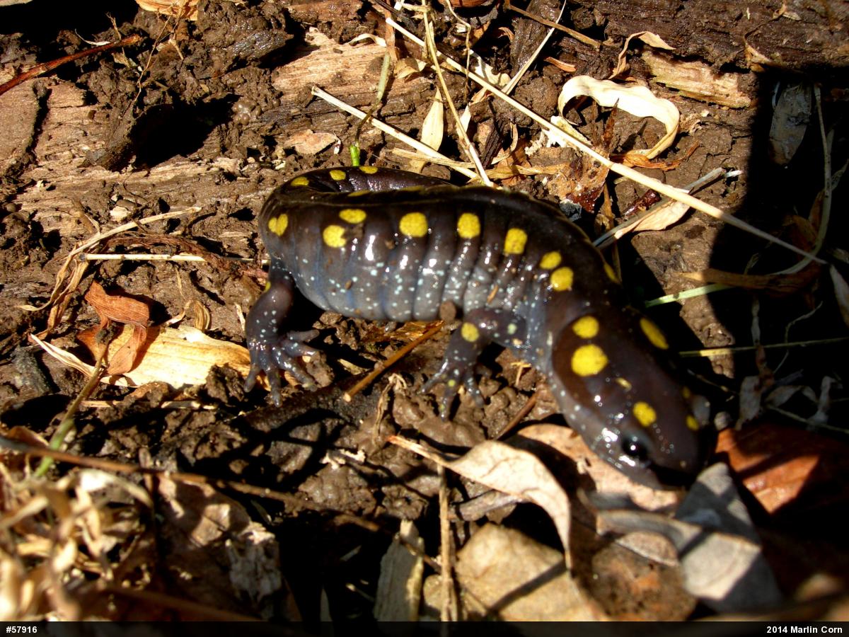 Spotted Salamander