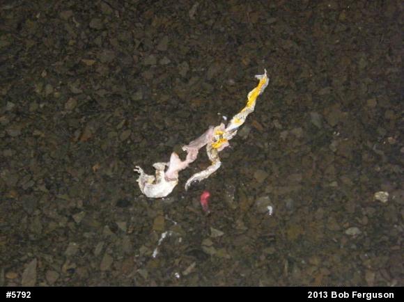 Gray Treefrog