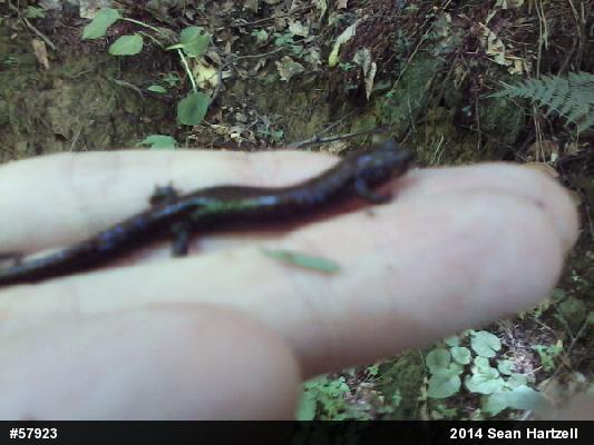 Northern Dusky Salamander