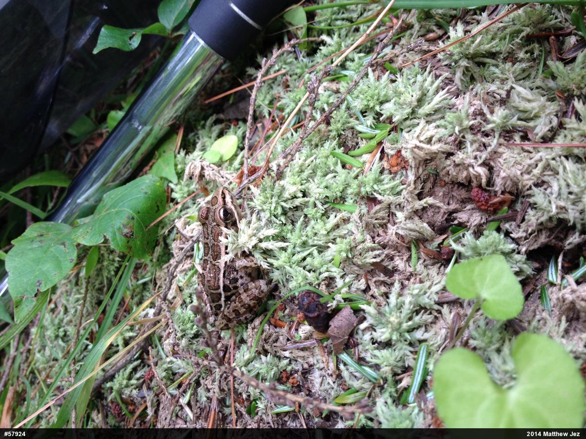 Pickerel Frog
