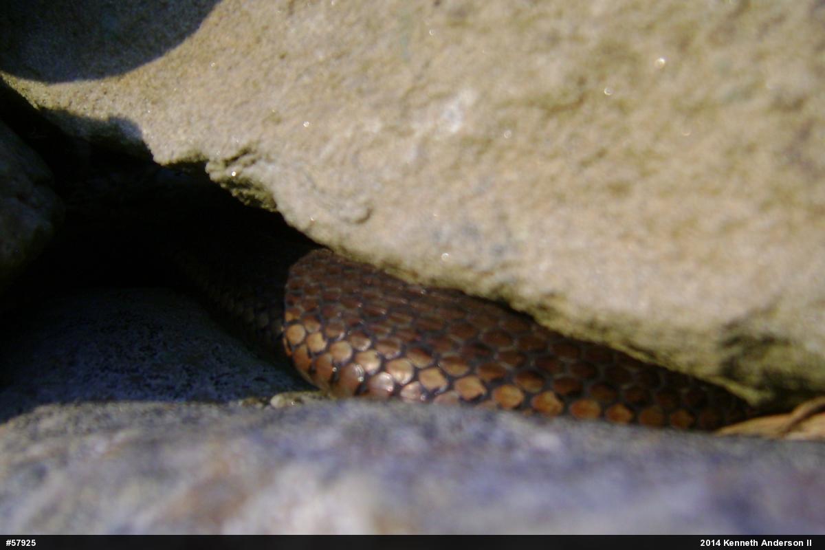 Eastern Gartersnake