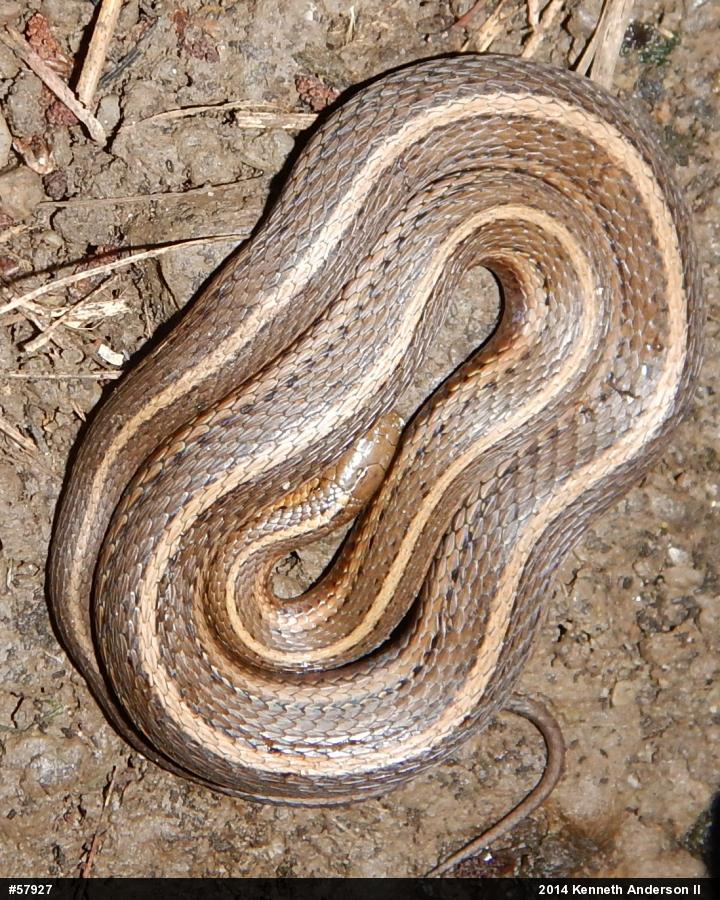 Shorthead Gartersnake