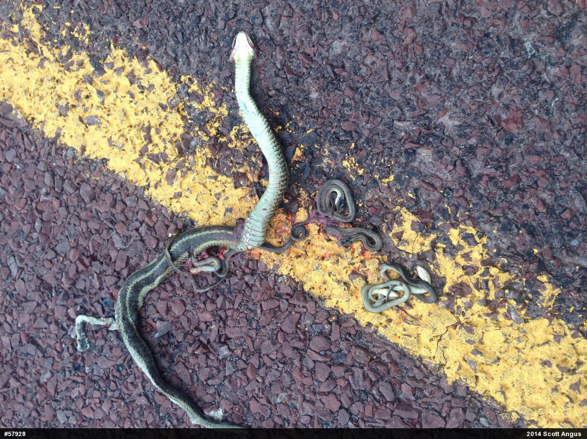 Eastern Gartersnake
