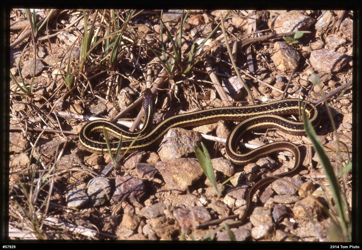 Common Ribbonsnake