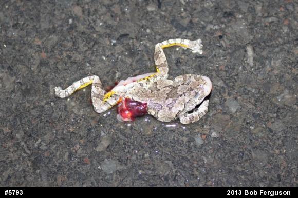 Gray Treefrog