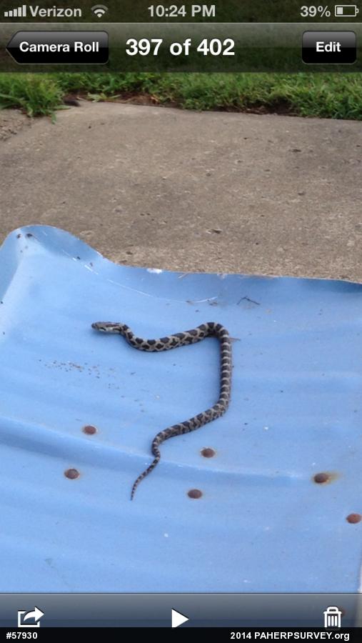 Eastern Ratsnake