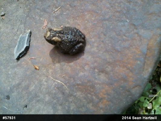 Eastern American Toad